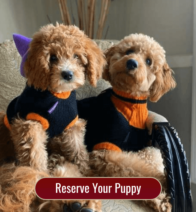 Bernedoodle puppies for sale Chicago